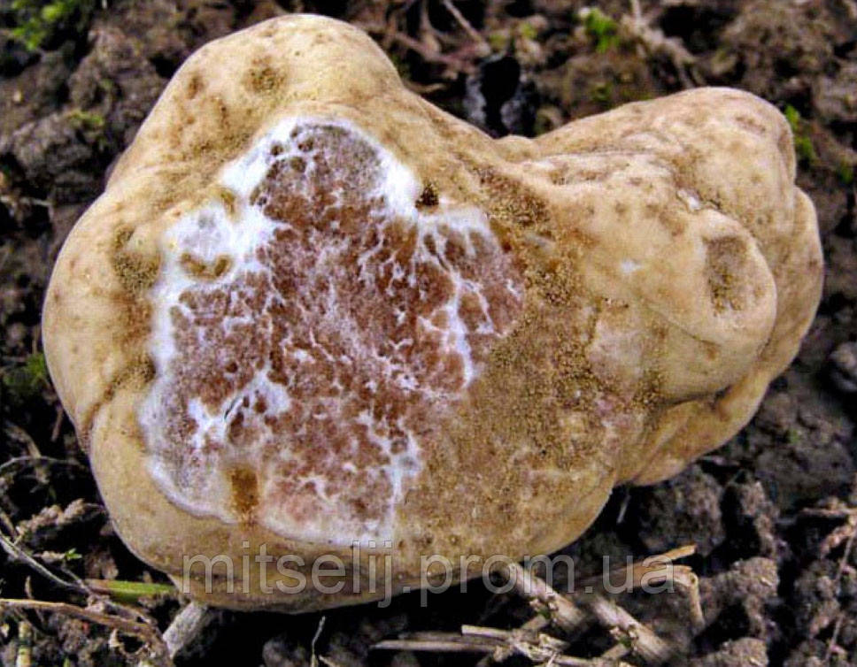 Міцеля (грибниця) ТРЮФЕЛЯ БІЛОГО матковий зерновий біологічно висушений