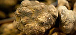 Міцеля (грибниця) ТРЮФЕЛЯ БІЛОГО матковий зерновий біологічно висушений, фото 2