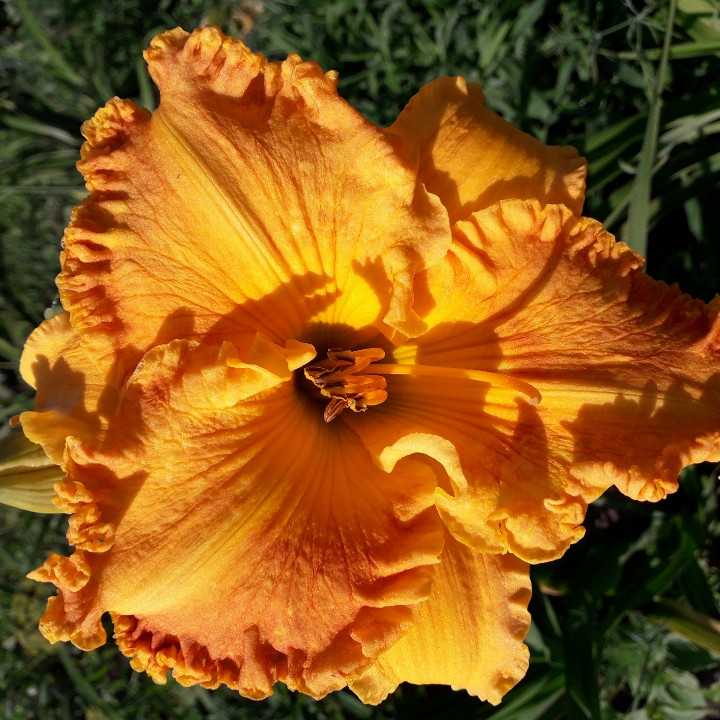 Лілейник Orange Nassau Оранж Носсау (Heemskerk 2011) (саджанці)