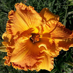 Лілейник Orange Nassau Оранж Носсау (Heemskerk 2011) (саджанці)