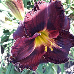 Лілейник Pagan Ritual Паган Ритуал (Gazz 1999) (саджанці)