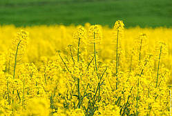 Насіння ріпаку озимого Фінікс КЛ (DSV)