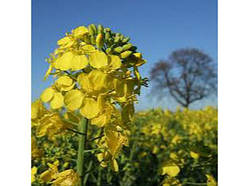 Насіння озимного ріпаку Арсенал (Limagrain)