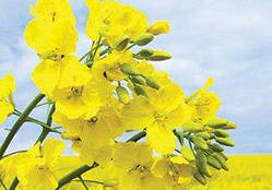 Насіння ріпаку озимого Альбатрос (Limagrain)