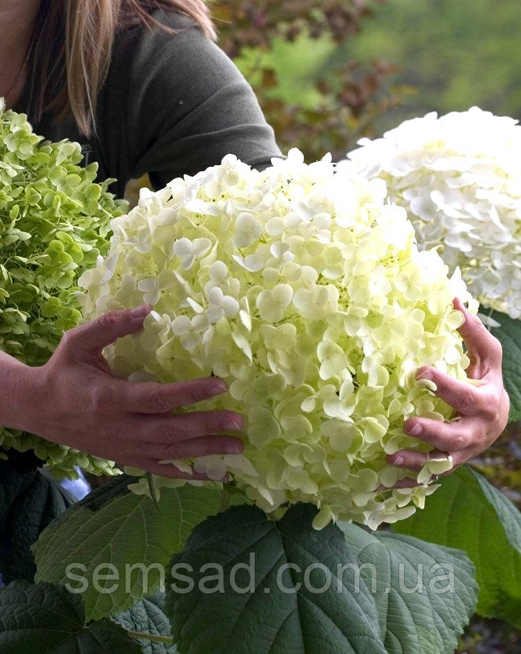 Гортензія дерев. Інкредібол (саджанці 3 роки С3л)