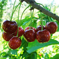 Черешня Донецька Вуглинка