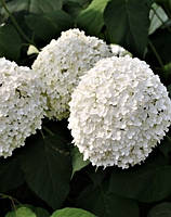 Гортензия древовидная Баунти \ Hydrangea arborescens Bounty ( саженцы 2 года ) ОКС