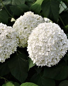 Гортензія деревовидна Баунті \ Hydrangea arborescens Bounty ( саджанці 2 роки )