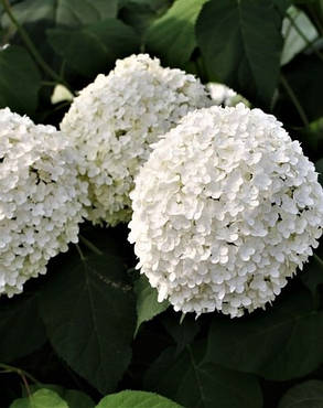 Гортензія деревовидна Баунті \ Hydrangea arborescens Bounty ( саджанці 2 роки ), фото 2