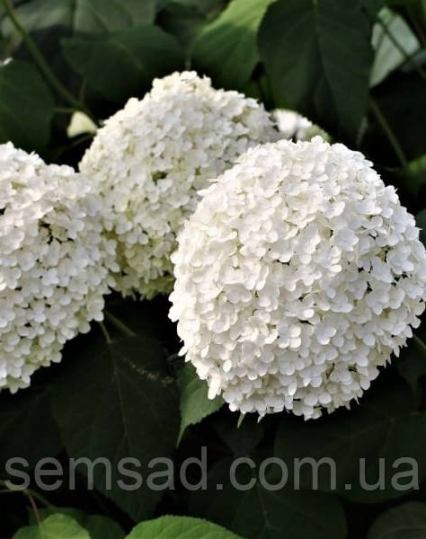 Гортензия древовидная Баунти \ Hydrangea arborescens Bounty ( саженцы 2 года ) ОКС - фото 1 - id-p988539387