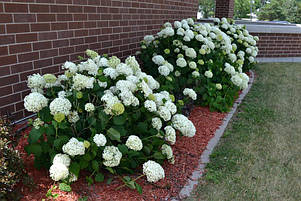 Гортензія деревовидна Баунті \ Hydrangea arborescens Bounty ( саджанці 2 роки ), фото 2