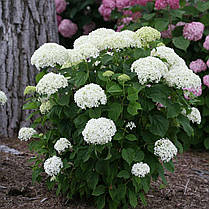 Гортензія деревовидна Баунті \ Hydrangea arborescens Bounty ( саджанці 2 роки ), фото 2