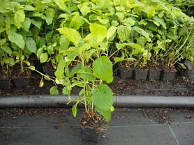 Гортензія деревовидна Баунті \ Hydrangea arborescens Bounty ( саджанці 2 роки ), фото 3