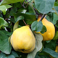 Айва грушоподібна Румо