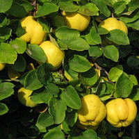 Айва яблукоподібна Соковита