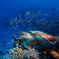 Фотодрук "Морська черепаха"