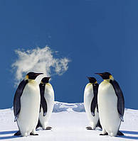 Фотодрук "Пінгвіни"