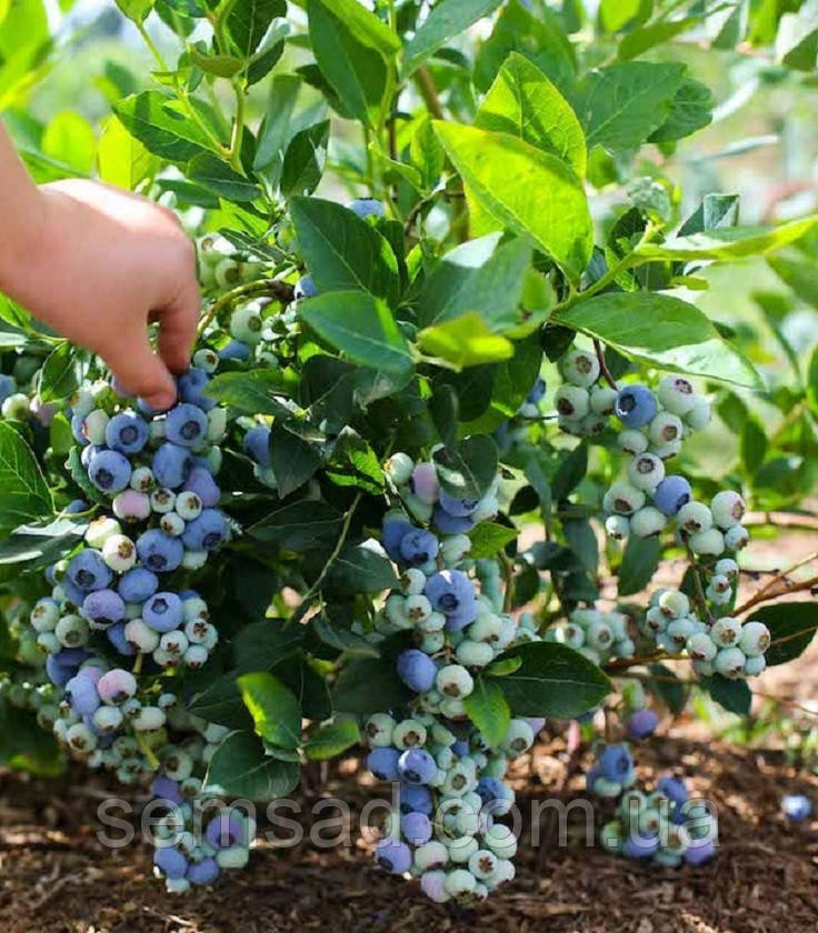 Лохина Нельсон \ Vaccinium corymbosum 'Nelson' ( саджанці 4 роки)