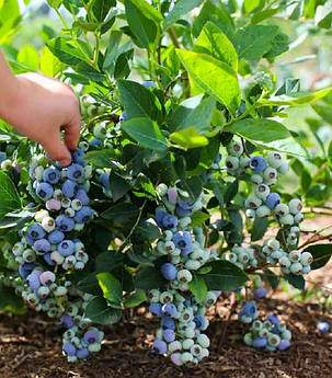 Лохина Нельсон \ Vaccinium corymbosum 'Nelson' ( саджанці 4 роки) С5, фото 1