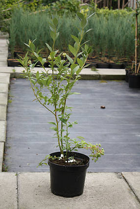 Лохина Рубел \ Vaccinium corymbosum 'Rubel' ( саджанці 3 роки) Новинка, фото 3