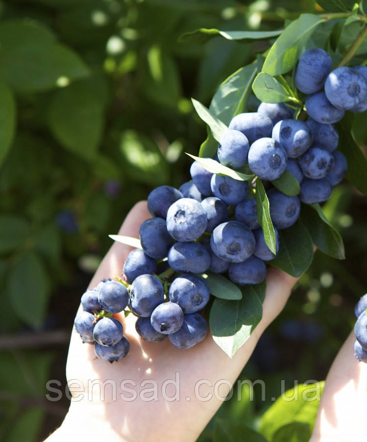 Лохина "Блюрей" \ Vaccinium corymbosum ( саженцы 4 года) 5л