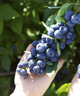 Лохина "Блюрей" \ Vaccinium corymbosum ( саженцы 4 года) 5л, фото 1