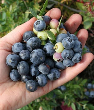 Лохина "Бонус" \ Vaccinium corymbosum 'Bonus' ( саджанці 2 роки) 1,5 л, фото 1