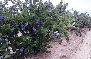 Лохина "Бонус" \ Vaccinium corymbosum 'Bonus' ( саджанці 4 роки), фото 2