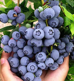 Лохина "Герберт" \ Vaccinium corymbosum 'Herbert' ( саджанці 4 роки), фото 1