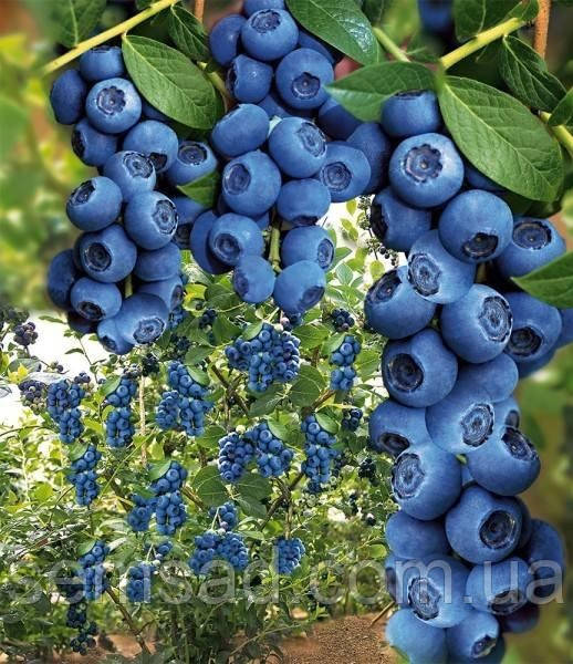 Лохина "Джерсі" \ Vaccinium corymbosum ( саджанці 4 роки) 5л
