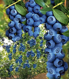 Лохина "Джерсі" \ Vaccinium corymbosum ( саджанці 4 роки) 5л, фото 1