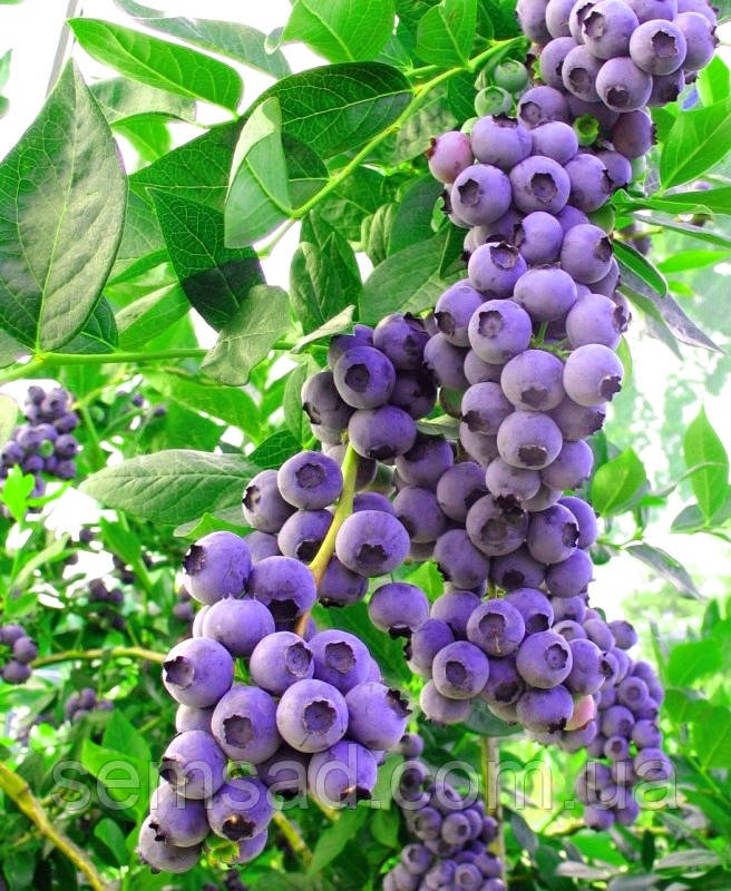 Лохина " Дюк " \ Vaccinium corymbosum 'Duke' ( саджанці 2 роки) 1,5л