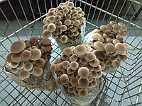 Свежие грибы Опёнок тополиный (Cyclocybe aegerita).