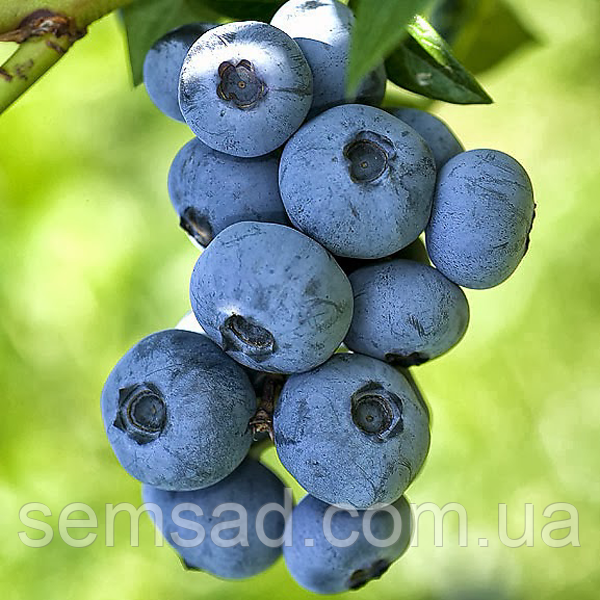 Лохина Бригіта Блю \ Vaccinium corymbosum 'Brigitta' ( саджанці 3 роки) 3-4л