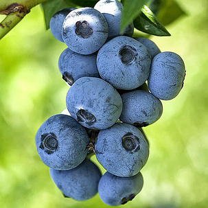 Лохина Бригіта Блю \ Vaccinium corymbosum 'Brigitta' ( саджанці 3 роки), фото 2