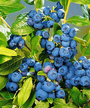 Лохина "Денис Блю" \ Vaccinium corymbosum 'Denise Blue' ( саджанці 3 роки)3-4л, фото 1