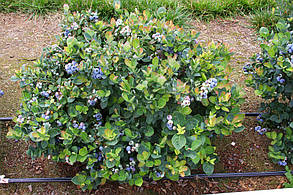 Лохина Рубел \ Vaccinium corymbosum 'Rubel' ( саджанці 3 роки) Новинка, фото 5