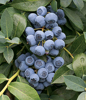 Лохина "Елізабет" \ Vaccinium corymbosum ( саджанці 3 роки), фото 1