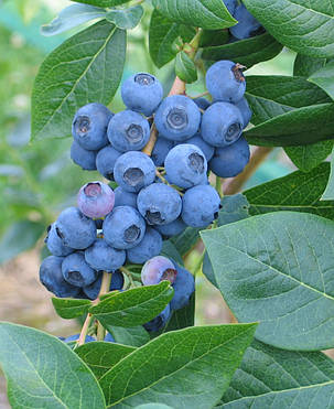 Лохина "Спартан" \ Vaccinium corymbosum Spartan ( саджанці 3 роки) 3-4л, фото 1