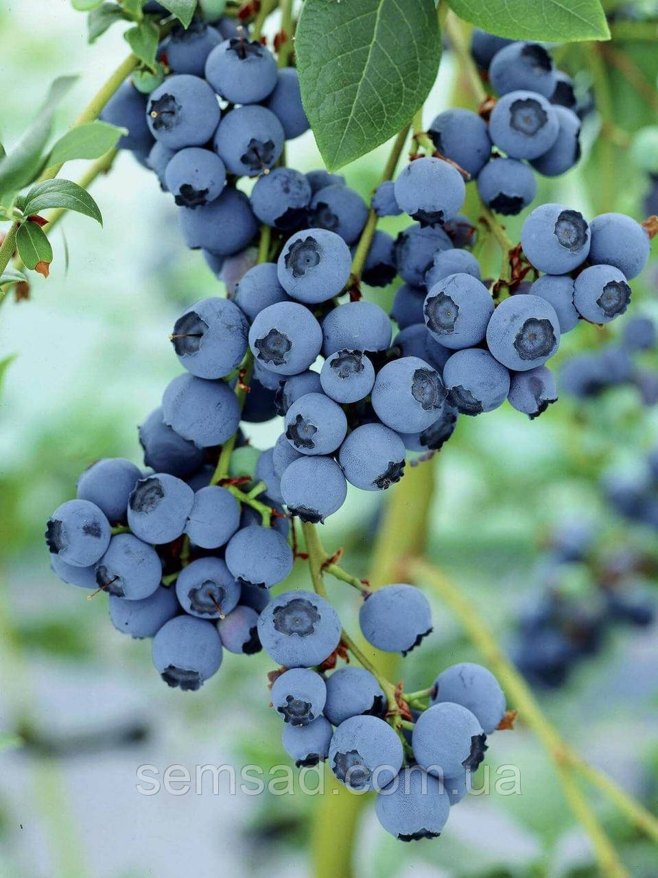 Лохина "Торо" \ Vaccinium corymbosum 'Toro' ( саджанці 3 роки) 3-4л