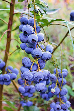 Лохина Рубел \ Vaccinium corymbosum 'Rubel' ( саджанці 3 роки) Новинка, фото 1