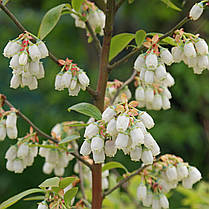 Лохина Рубел \ Vaccinium corymbosum 'Rubel' ( саджанці 3 роки) Новинка, фото 4