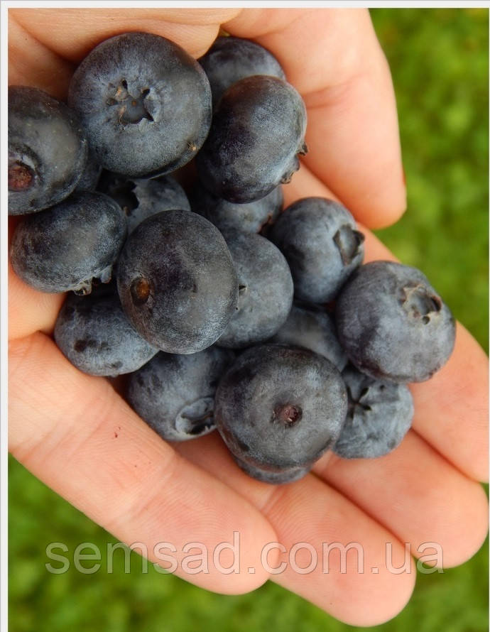 Лохина Сієрра \ Vaccinium corymbosum 'Sierra' ( саджанці 4 роки) 5л Новинка