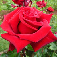 Роза чайно-гибридная Красная Магия