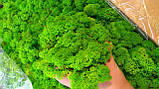 Мох ягель стабілізований зелений 500 г упаковка, фото 2