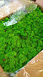 Мох ягель стабілізований зелений 500 г упаковка, фото 4