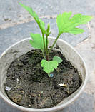 Клематис тангутський. Жовтий. Сіянці в контейнерах Д5., фото 2