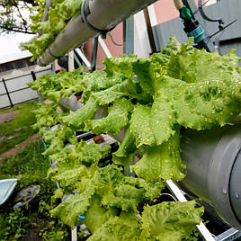 Зелень в фитопирамиде на удобрениях Green Kit 3