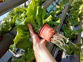 Зелень в фитопирамиде на удобрениях Green Kit 4