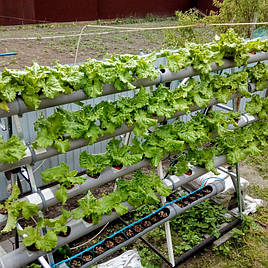 Зелень в фитопирамиде на удобрениях Green Kit 7